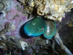 biofouling.jpg